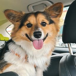 Pembroke Welsh Corgi All Grown Up from Han Dynasty Corgis