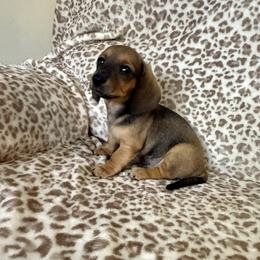Big Red - Red male Dachshund puppy in Magnolia, Texas from Hillyard Ranch