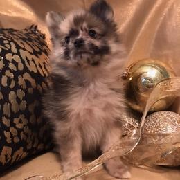 Pomeranian Puppies from Regal Poms