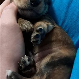 Shaded red boy - Red male Dachshund puppy in Springdale, Washington from TNT MINI DACHSHUNDS