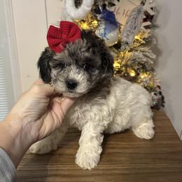 Willow - Merle female Maltipoo puppy in Berea, Kentucky from Blair’s Furry Friends