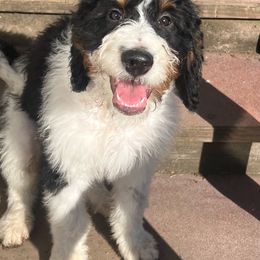 Chip - Bernedoodle puppy from Little Lake Doodles
