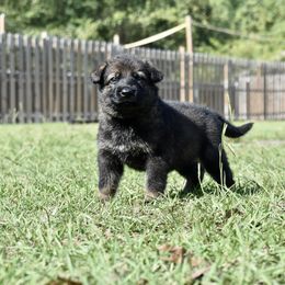 German Shepherd Puppies from Fürstenpalast German Shepherds