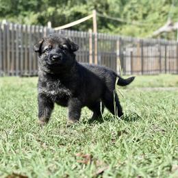 German Shepherd Puppies from Fürstenpalast German Shepherds