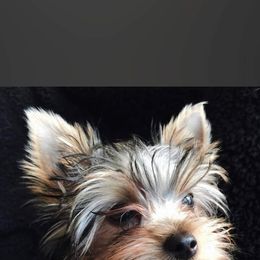 Yorkshire Terrier All Grown Up from Patti Hood's Yorkshire Terriers