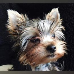 Yorkshire Terrier All Grown Up from Patti Hood's Yorkshire Terriers