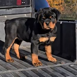 TUFF HEDEMAN VOM HURLEYHAUS - Black and mahogany male Rottweiler puppy in Holts Summit, Missouri from Hurleyhaus Rottweilers