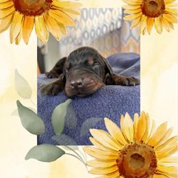 Girl 4 - Black and rust female Doberman Pinscher puppy in Wautoma, Wisconsin from Sky’s Dobermans