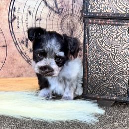 Girl 1 - female Miniature Schnauzer puppy in Silsbee, Texas from My Little Schnauzer Pals
