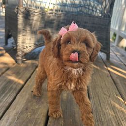 Caramel - Red  female Goldendoodle puppy in Mint Hill, North Carolina from DoodleForever