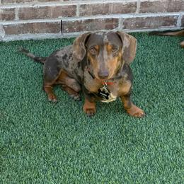 Wilbur - Dachshund