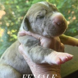 Chocolate Merle mantle tanpoint - Chocolate and white female Great Dane puppy in Greenville, South Carolina from Allen’s Ridge Ranch