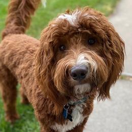 Charlie - Goldendoodle