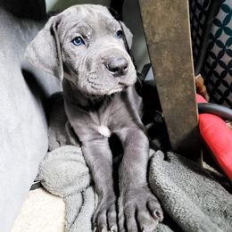 Great Danes from Big Paw Great Danes