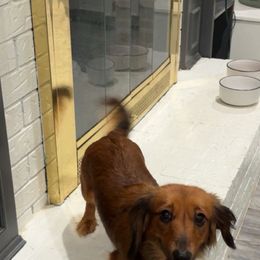Gabby - Dachshund