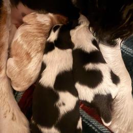 Lucas - White male Cavapoo puppy in Santaquin, Utah from Willow & Wag Farm