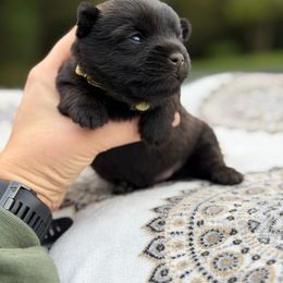 Cairn Terrier Puppies from Northwest Cairn Terriers