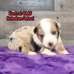 Kestrel - Blue merle female Miniature American Shepherd puppy in Elgin, Oregon from Cross L Miniature American Shepherds