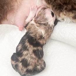Boy 1 - Chocolate merle male Bernedoodle puppy in Ontario, California from Teddy Doodles & Standard Poodles