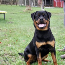 Little Girl - Rottweiler