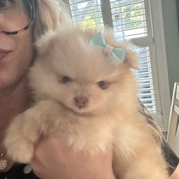Stella - Chocolate parti female Pomeranian puppy in Randleman, North Carolina from Luxurious Poms