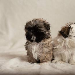 Shih Tzu Puppies from Good Lil Shih Tzu