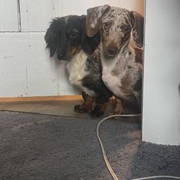S’mores - Dachshund