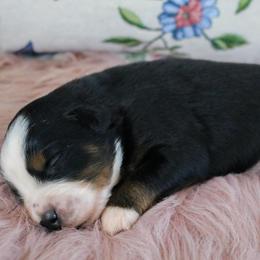 Quill - Black tri male Miniature Australian Shepherd puppy in Melbourne, Florida from True Spirited Aussies