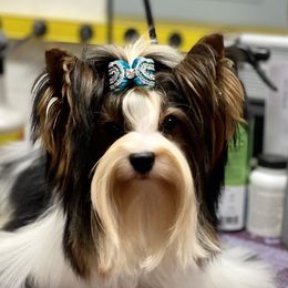 Piff - Biewer Terrier