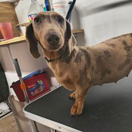Oakley - Dachshund
