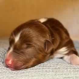 Rabbit - Red tri-color male Australian Shepherd puppy in Star City, Arkansas from Blush & Lace Aussie Co.