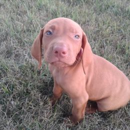 Vizsla Puppies from Pheasant Poppers Vizslas