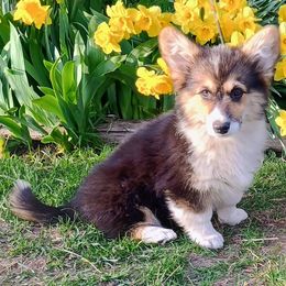 Alith - Black and tan Pembroke Welsh Corgi puppy in Ellensburg, Washington from Faery Mount Farm
