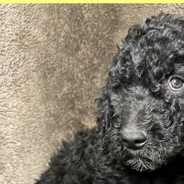 Yellow Collar - Goldendoodle puppy in Justin, Texas from Roch Dog Ranch