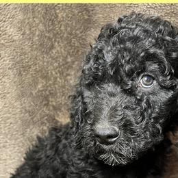 Yellow Collar - Goldendoodle puppy in Justin, Texas from Roch Dog Ranch