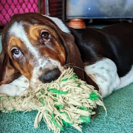 Basset Hounds from Chagrin River Basset Hounds of NE Ohio