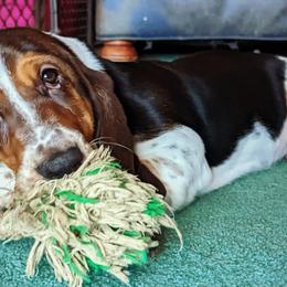 Basset Hounds from Chagrin River Basset Hounds of NE Ohio