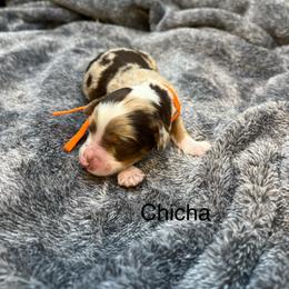 Chi Cha - Chocolate merle female Bernedoodle puppy in New Ringgold, Pennsylvania from Hawk Mountain Doodles