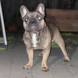 Rocky - French Bulldog