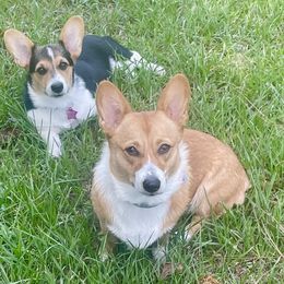 Pembroke Welsh Corgi Puppies from Haggard Family Corgis