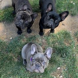 French Bulldogs from East Sac Frenchies
