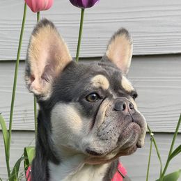 Darby - French Bulldog
