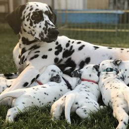 Dalmatians from SpotNmyHeart Dalmatians