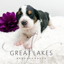 Backbay - Tri-color female Bernedoodle puppy in Baroda, Michigan from Great Lakes Bernedoodles
