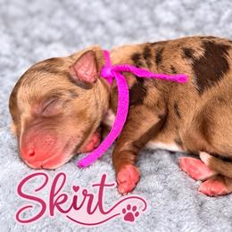 Skirt - Merle female Bernedoodle puppy in Charleston, South Carolina from Palm Belle Doodles
