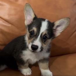 AKC Tri male - Black and tan male Pembroke Welsh Corgi puppy in Summerfield, Florida from Promise Land Farm