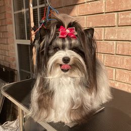 Tilee - Biewer Terrier
