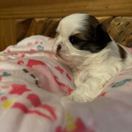 Birdie - Liver and white female Shih Tzu puppy in Murphy, North Carolina from Carolina Mountain Shih Tzus
