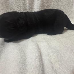 German Shepherd and Newfoundland Puppies from Tampa Bay Farm