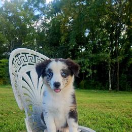 Pride - Blue merle female Australian Shepherd puppy in Silex, Missouri from Small Town Australian Shepherds